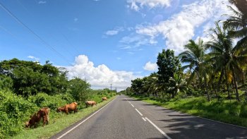Cows-Horses-and-Dogs-are-a-common-sight-along-Fiji-roads-January-2023 Cows-Horses-and-Dogs-are-a-common-sight-along-Fiji-roads-January-2023